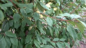 Королева вкуса / Плуот (слива-абрикос) Флевор Квин