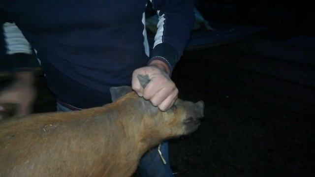 #Поросята не растут / Какие #препараты использовать / С чего начать смотреть онлайн