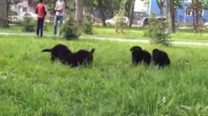 Щенки ньюфаундленда "Тай + Джесс"