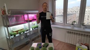 БИЗНЕС НА МИКРОЗЕЛЕНИ (ПЛЮСЫ) - МИКРОЗЕЛЕНЬ ДОМА - БИЗНЕС ИДЕИ - БИЗНЕС С НУЛЯ НА ДОМУ