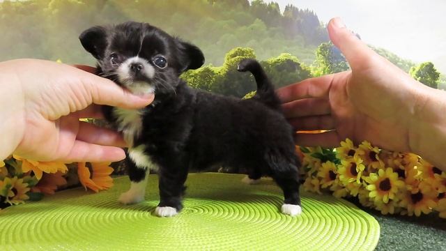 Щенок породы #ЧИХУАХУА Мари Мистик Изюминка от Леона, 1 мес 3 нед - вес 650 грамм #chihuahualove смотреть онлайн