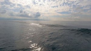 рыбалка на черном море