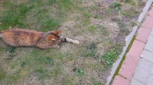 Буся ее кот и мышь  играют Посмотри Поем песни про кошку