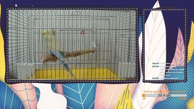 СТРИМ On Line Ответы на вопросы о волнистых попугаях