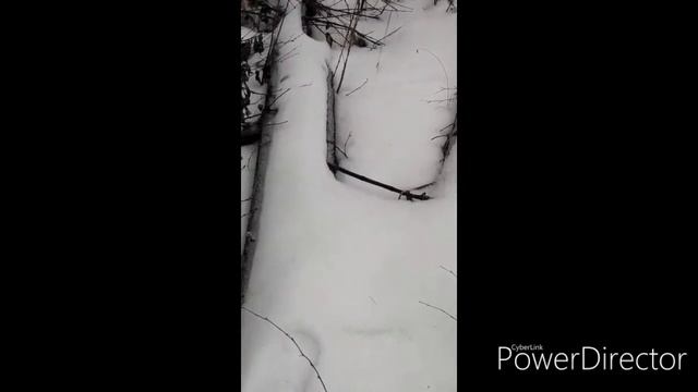 Чудо Зверёк) Ласка
