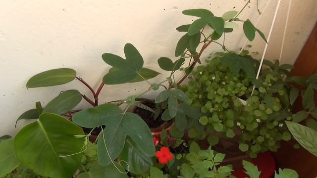 Пассифлора, она же - маракуйя... смотреть онлайн