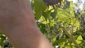 Тыкву пора убирать с огорода. Как определить что она созрела?