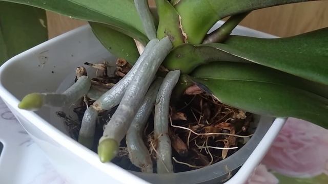 ОРОСИ орхидеи ПЕРЕКИСЬЮ! корни ЛЕЗУТ, листья ЗЕЛЕНЕЮТ! ОТЗЫВ перекись водорода ДЛЯ ПОЛИВА орхидеи! смотреть онлайн