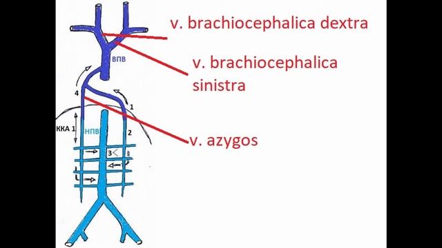 Верхняя Полая Вена - Как выучить за 1 минуту!