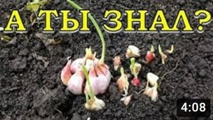 Что делать, если ОСЕНЬЮ ПРОРОС ЧЕСНОК?