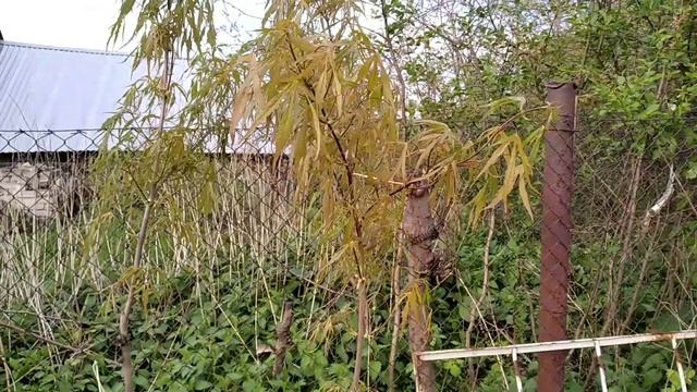 20 мая 2021. Клён Палдиски. смотреть онлайн