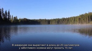 Содержание цихлид в аквариуме