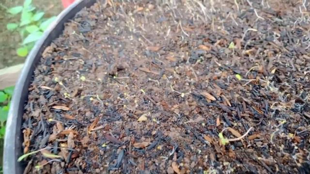 Cara Semai Petunia Anti Gagal Part 2 смотреть онлайн