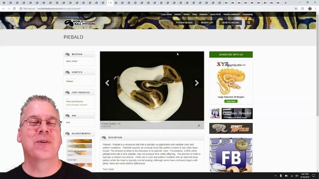 The Amazing 'Banana' Ball Python! смотреть онлайн