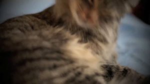 наблюдение.реж.Валентина Лукащук