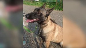 Собаку посадили в клетку и бросили в лесу. Она скулила и просила о помощи..