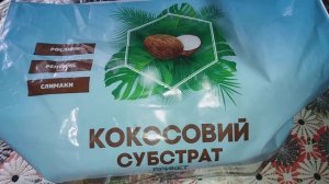 Посадка из семян цикламен и канцеалярия.