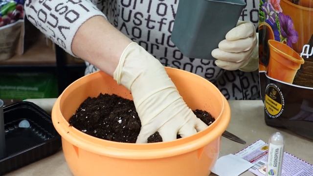 ОГУРЦЫ НА БАЛКОНЕ ВЫРАСТУТ НА РАЗ И ЗИМОЙ, И ЛЕТОМ. МАСТЕР КЛАСС ПО ПОСЕВУ КВАРТИРНЫХ ОГУРЦОВ смотреть онлайн