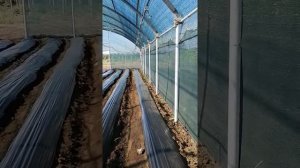 Мой первый балаган, посадка клубники сразу после сезона  кассетной рассады