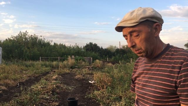 Сорт картофеля Петербуржский
