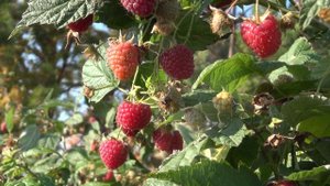 ХИМБО ТОП - шедевр среди ремонтантных сортов малины