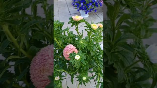 Хризантелла - дивный цветок смотреть онлайн