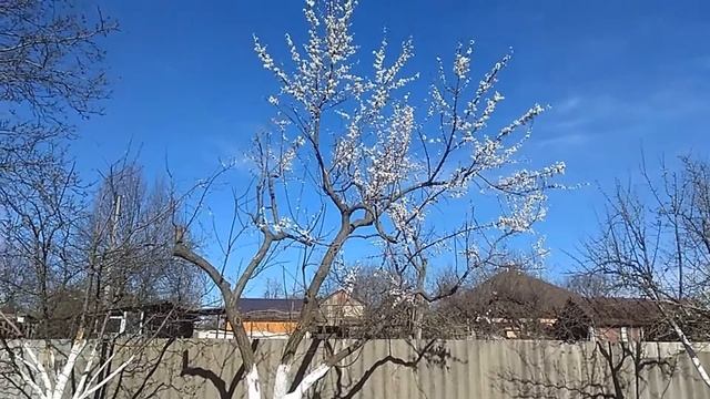 Цветение абрикоса ЗАМОРОЗКОВ НЕТ. смотреть онлайн