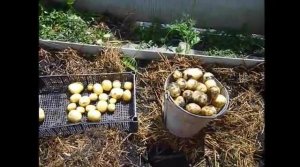 КАРТОФЕЛЬ ВЫРАЩИВАНИЕ 2 урожая картофеля за лето в Сибири. Копка 1 урожая . Сорт картофеля Коломба