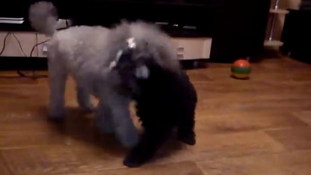 щенок Рекси, 2 месяца и неделя, играет с мамой смотреть онлайн