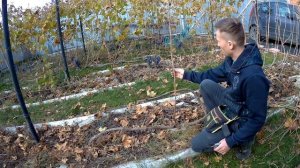 Обрезка винограда на зиму