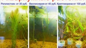 Аквариумные растения и их названия!