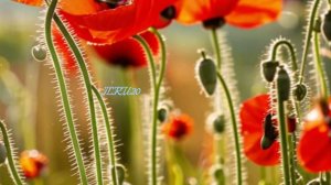 Доброго дня - хорошего настроения - открытки