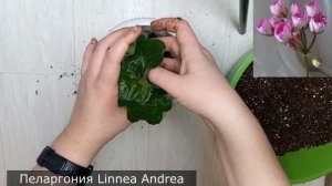 Пересадка Герани, выбираем правильно грунт и горшки для пересадки