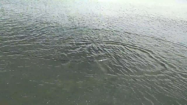 Ловля Сазанов в кастинговую сеть 9 метров смотреть онлайн