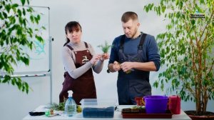 ЧЕРЕНКОВАНИЕ ТУИ | ЧЕРЕНКОВАНИЕ МОЖЖЕВЕЛЬНИКА | ЧЕРЕНКОВАНИЕ КИПАРИСОВИКА