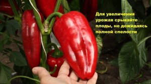 КРУПНЫЙ СЛАДКИЙ ПЕРЕЦ. Высокоурожайный сорт Д'Артаньян