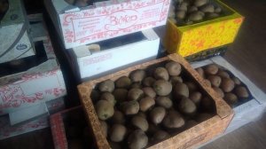 Семенной картофель весной.Что нужно сделать обязательно для дружных всходов с посадочным картофелем