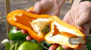 Сладкий перец РЕВИЯ. Ваш новый кумир!