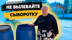 С молочного производства остается много сыворотки.  Поим овец сывороткой.