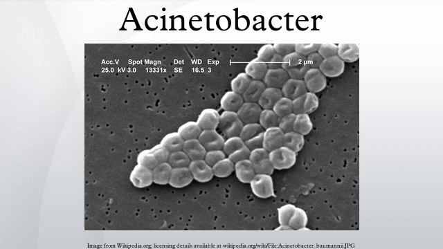 Acinetobacter смотреть онлайн