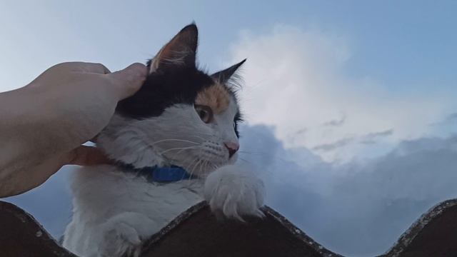 Нюська.mp4 смотреть онлайн