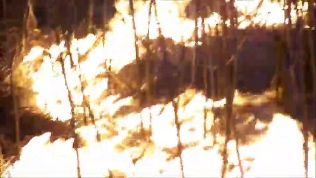 Берегите лес от огня 2 смотреть онлайн