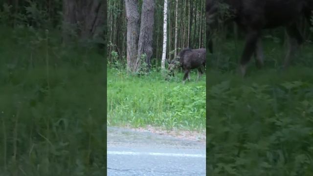 Боюсь лосей и других животных на дороге. Сшибают бедных...