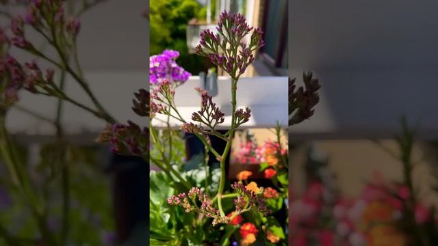 Limonium Salt Lake #flowers #plants