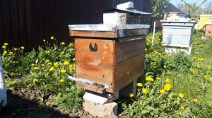 Преимущество 7-рамочного улья. Как взять много мёда.