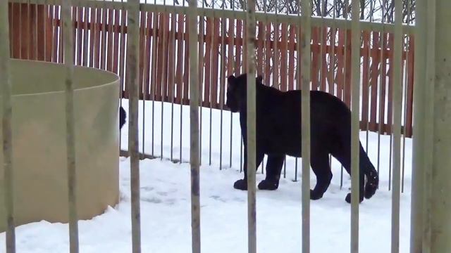 Пантеры Пумка и Брабус. ПАРК ЗЕМЛЯ ПРАЙДА 🌿 смотреть онлайн
