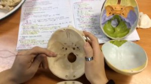 1 8  Средняя черепная ямка