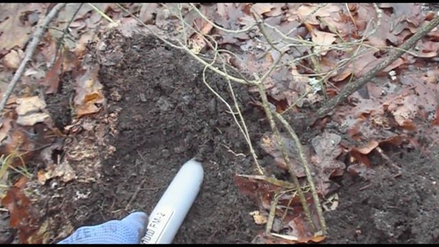 Фортуна м 3 Коп на ЦАРСКОЙ тропе в дубовом лесу №57 смотреть онлайн