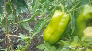 Показываю плоды перца "Оранжевый бык"