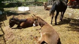 как спят ЛОШАДИ ОСЛЫ  и МУЛЫ